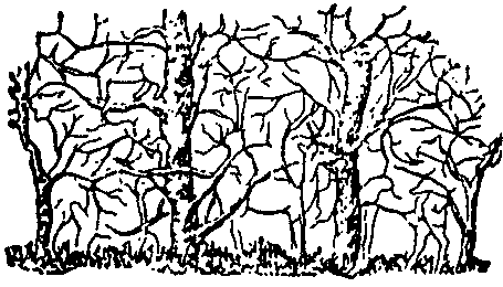 forest.gif (9041 bytes)
